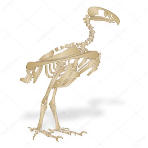 Imágenes: un esqueleto de una ave | esqueleto de un ave ...
