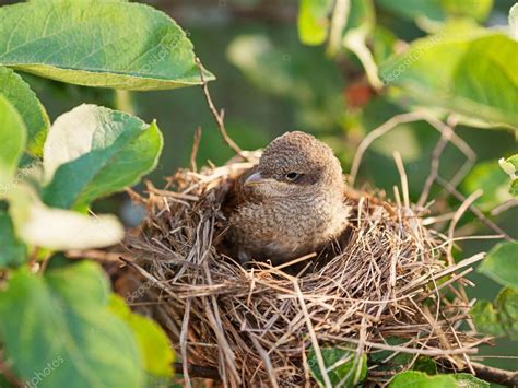 Imágenes: un pajarito en su nido | pájaro en el nido — Foto de stock ...