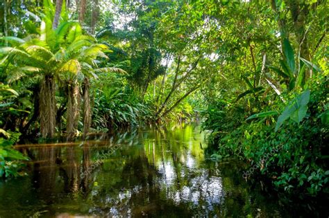 Imágenes: una selva | selva amazónica — Foto de stock ...