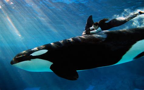 IMÁGENES Y FOTOS DE ANIMALES: Orca