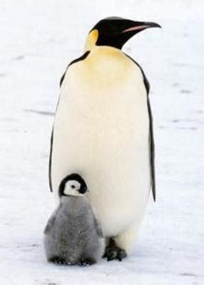 IMÁGENES Y FOTOS DE ANIMALES: Pingüinos