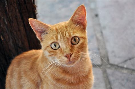 Imágenes y fotos de gatos bonitos, adorables y tiernos