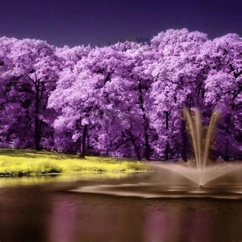 imagens bonitas | Colorful landscape, Beautiful nature, Purple trees