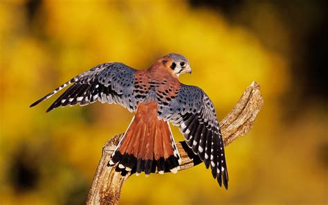 Imagens em hd alta definição: Aves de rapina