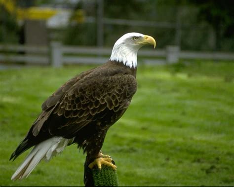 Imagens Gratis : Fotos da águia americana Águia Americana