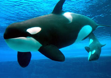 Images | killer whales