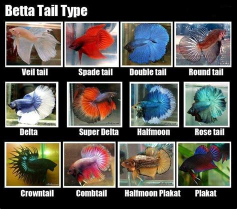 images & names different fishes 2017   Fish Tank Maintenance