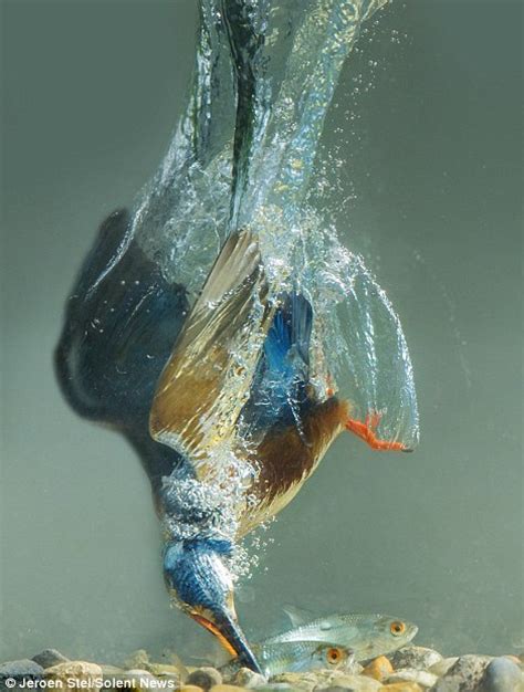 Images of kingfishers snatching fish after swooping into a ...