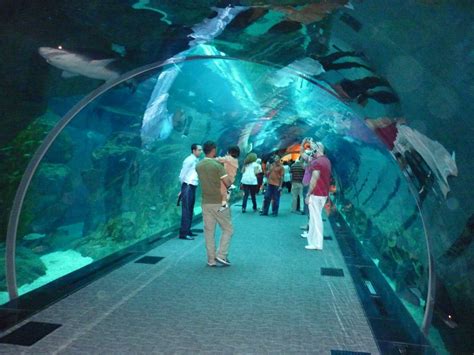 Images PK: Dubai Aquarium