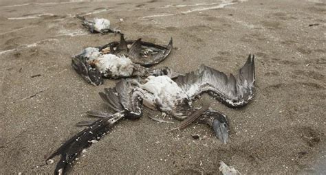 Imarpe: Aves marinas encontradas en el litoral peruano murieron por ...