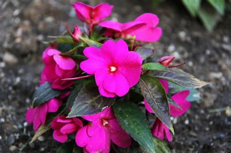 impacientes de color rosa | Plantas de sombra, Jardineria ...