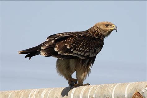 Imperial Eagle: National Bird OF Spain | Interesting Fact ...