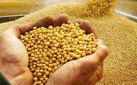 Importaciones de harina de soya alcanzaron un valor de US$ 23.5 ...