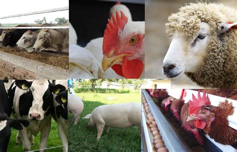 Importance of livestock production for the feeding of our ...