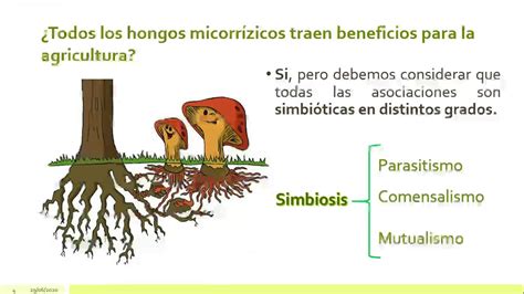 Importancia de los hongos micorrízicos en la agricultura ...