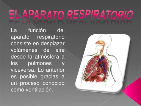 Importancia del aparato respiratorio