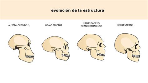 Importancia del Australopithecus