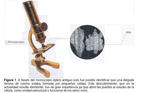 Importancia Del Microscopio En El Conocimiento De La ...