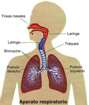 Importancia del sistema respiratorio: Dibujo de pulmones y sus partes