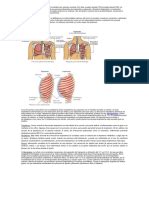 Importancia Del Sistema Respiratorio | Sistema respiratorio | Tuberculosis