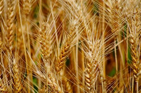 Importante incremento del precio del trigo duro, según los comerciantes