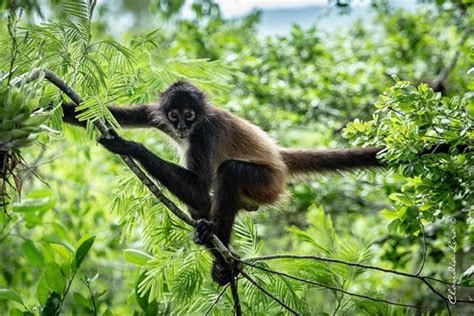 Impresionante salto de un mono araña en Tikal