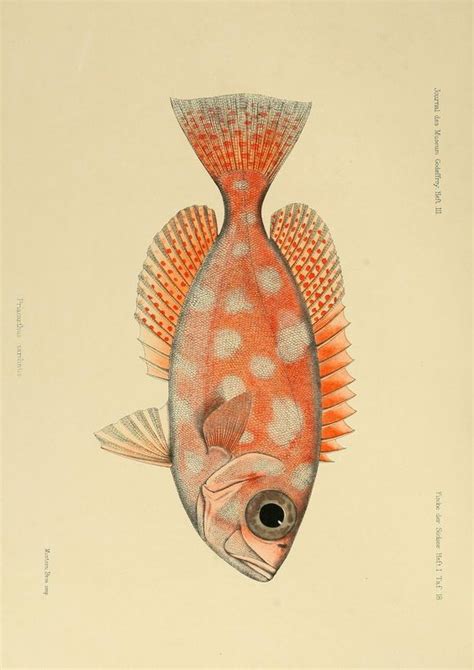 Imprimolandia: Láminas de peces para imprimir