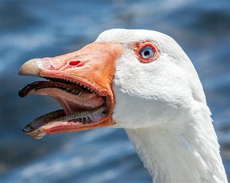 In case you wondered what goose teeth looked like | Weird animals ...