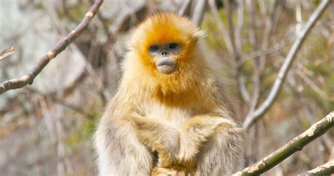 In Conversation with Snub nosed Monkeys Photographer, Xi ...