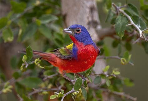 In Search of the Painted Bunting: Finding “North America’s ...