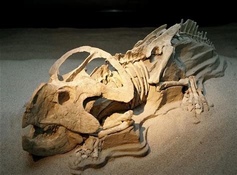INAH publica registro de fósiles encontrados en México | PortalPolitico.tv