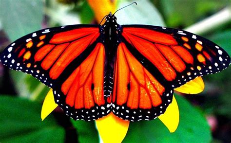 Inauguran mes de la mariposa monarca en el Zoológico de ...