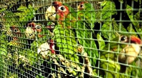 Incautan 200 aves exóticas que iban a ser vendidas ...