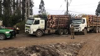 Incautaron seis camiones que transportaban maderas con ...