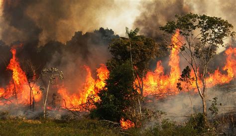 Incendio Amazonia Brasil Amazonas Incendio forestal Jair ...