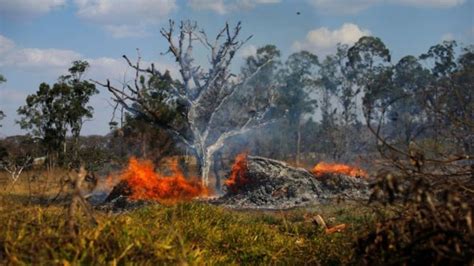 Incendio en el Amazonas: ¿cuál es el efecto inmediato de ...