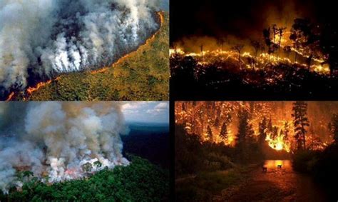 Incendio en el Amazonas genera alarma mundial: Se quema el ...