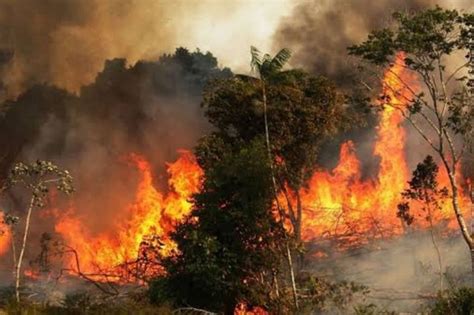 Incendio en el Amazonas: las llamas invaden el  pulmón del ...