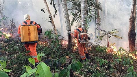 Incendios en el Amazonas: experto misionero explicó que la ...