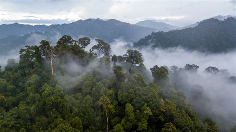 Incendios en el Amazonas: ¿qué los ocasionó y cuál es su ...