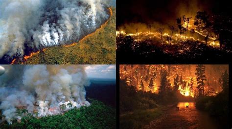 Incendios Forales en el Amazonas avanzan en grandes pasos ...