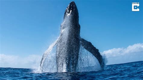 Incredible Humpback Whale Breach   YouTube