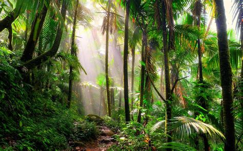 Incredible Tropical Rainforest Plants to See on Your Next ...