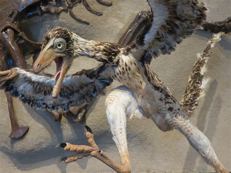 Increíble: El ave más antigua del mundo   Prional
