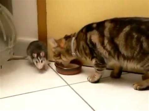 Increible Gato & ratón comen de un mismo plato   YouTube