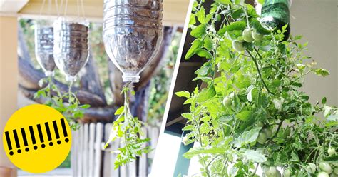 Increíble Idea para Plantar tus Propios Tomates en Casa Con Botellas ...