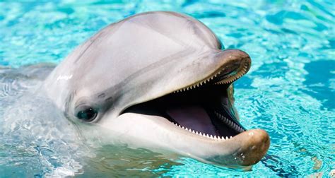 Increíble: La impresionante inteligencia de un delfín que ...