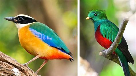 ¡Increíbles! Las 10 aves más exóticas del mundo