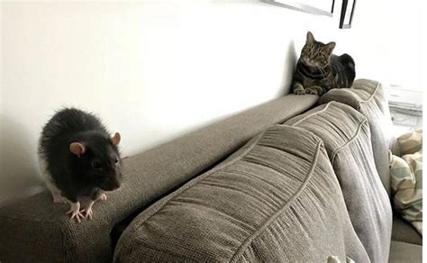 Increíbles muestras de amor entre un gato y un ratón | En pareja