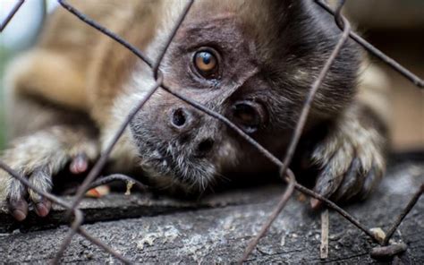 Incrementa 1000 % el tráfico de animales en México
